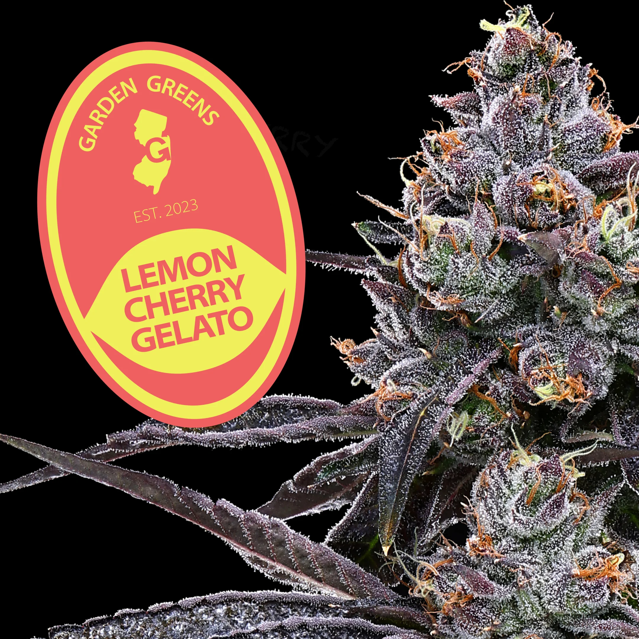 Lemon Cherry Gelato | 7g | Big Bud Flower Lemon Cherry Gelato | 7g | Big Bud Flower