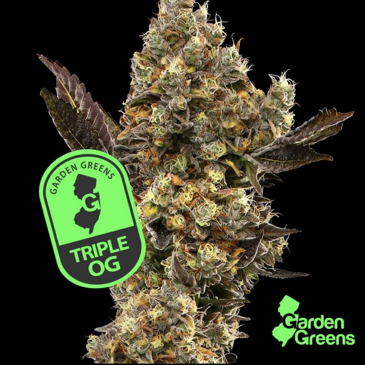 Triple Og | 3.5g | Flower Triple Og | 3.5g | Flower