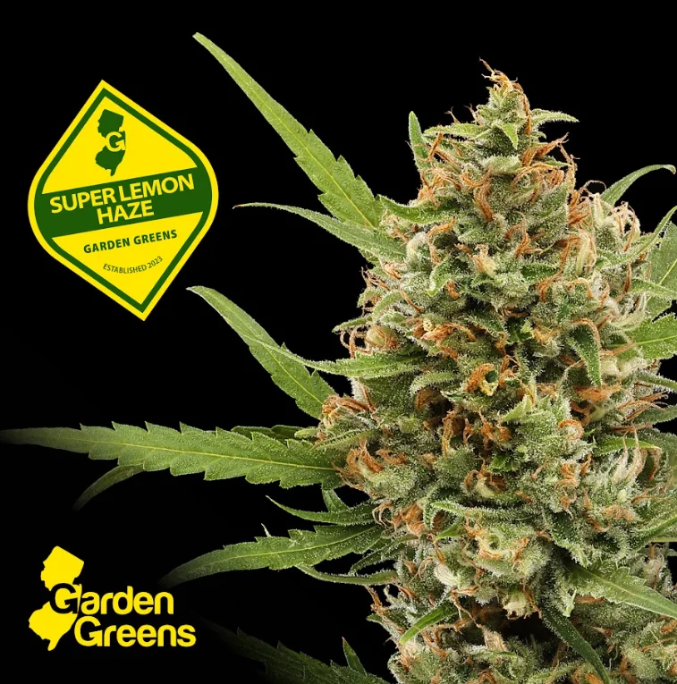 Super Lemon Haze | 3.5g | Flower Super Lemon Haze | 3.5g | Flower