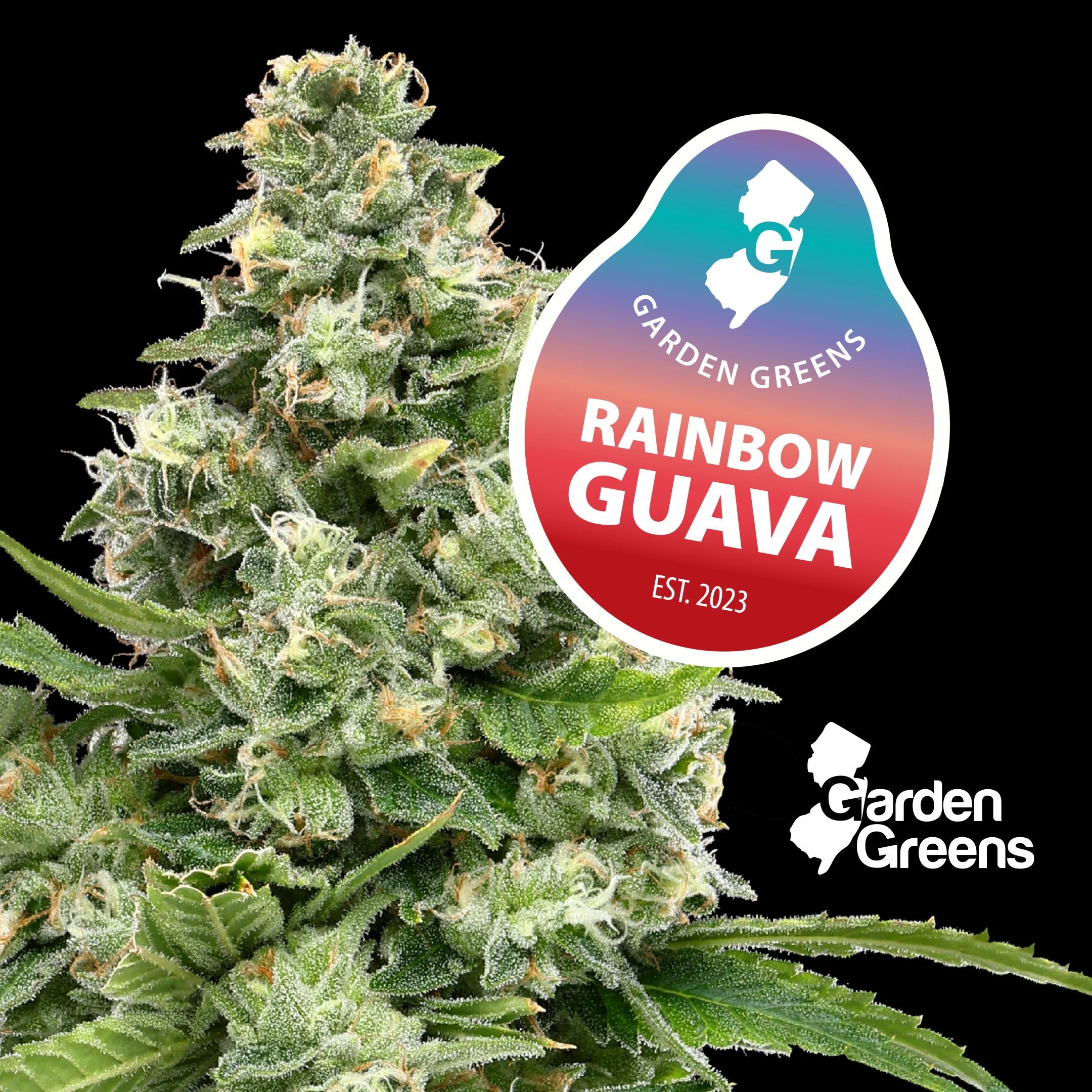 Rainbow Guava | 3.5g | Flower Rainbow Guava | 3.5g | Flower
