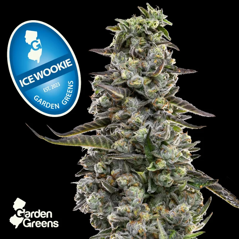 GARDEN GREENS Ice Wookie | 7g | Big Bud | Flower | Premium