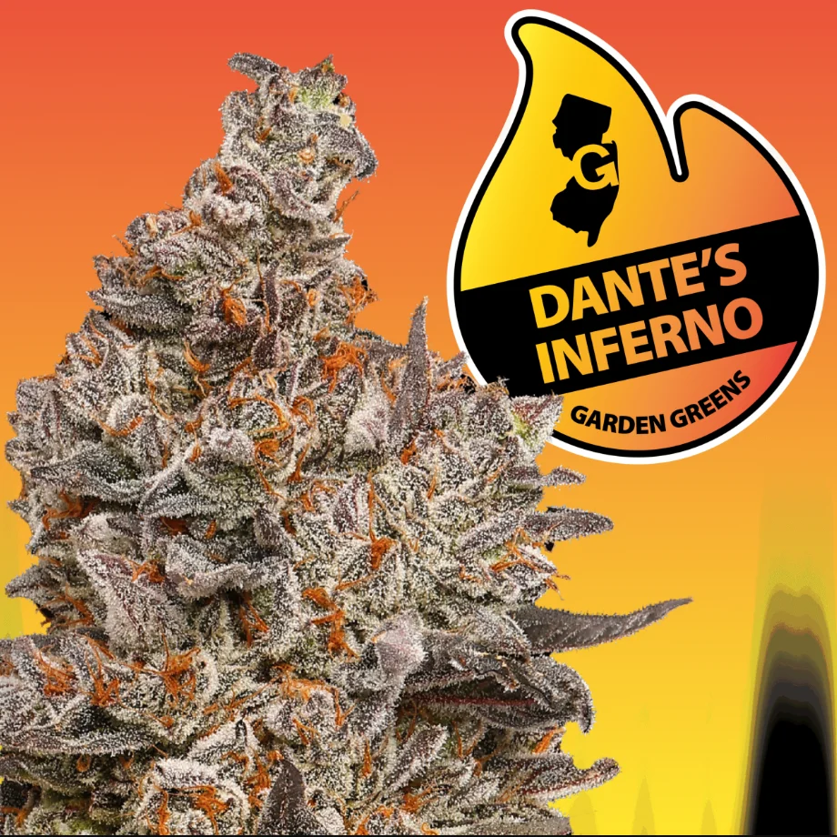 Dante's Inferno | 3.5g | Flower