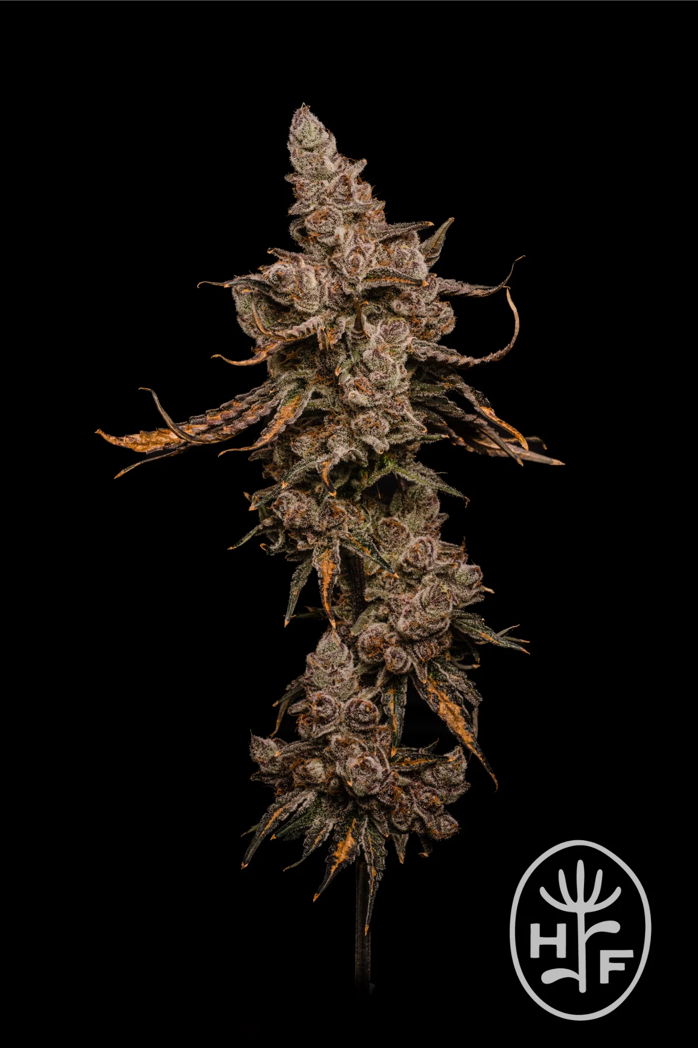 Block Berry | 3.5g | Flower