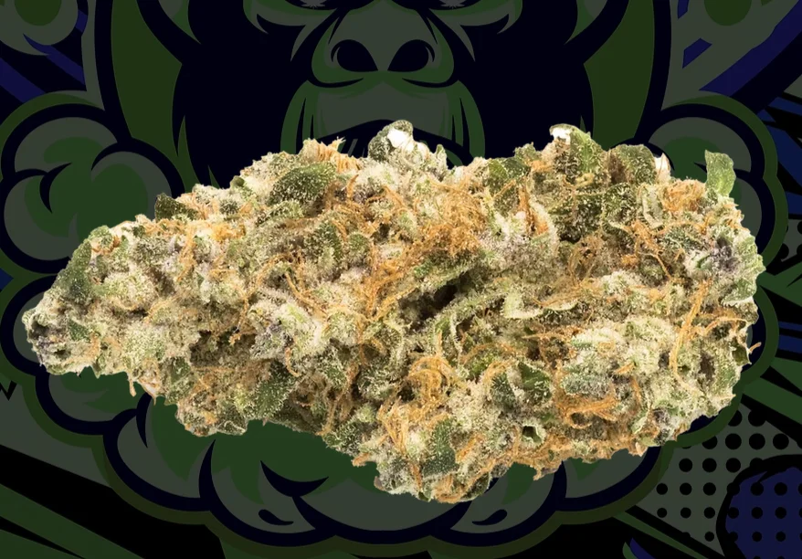 Illicit - Gorilla Pie