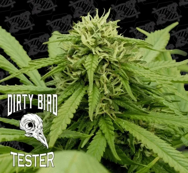 Dirty Bird Genetics - Durban Pie S1 (F) [Tester] 5pk