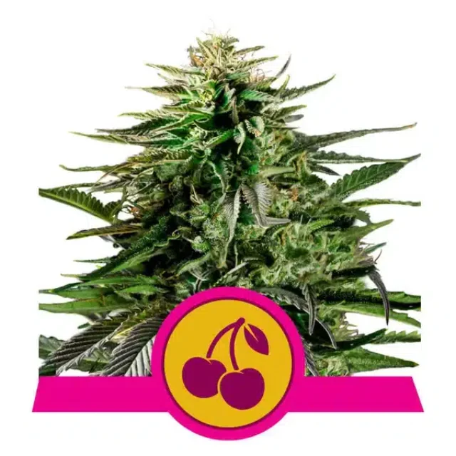 Royal Queen Seeds - Cherry Pie (F) - 3pk