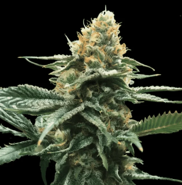 Dna Genetics - Sour Sorbet (F) - 6pk