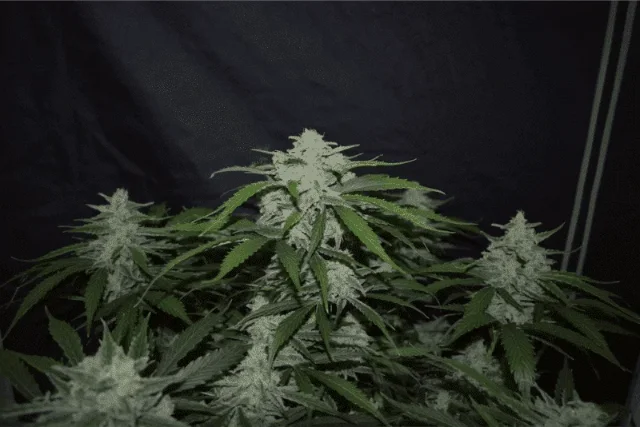 Mephisto - Fugue State (Auto) - 3pk