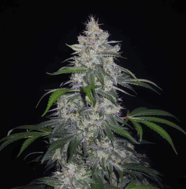 Mephisto - Fantasmo Express (Auto) - 3pk