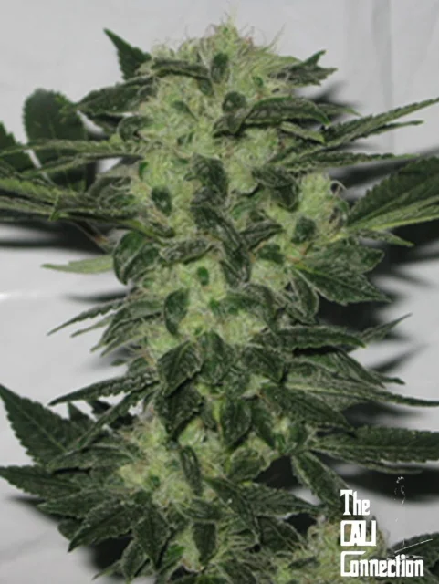 Cali Connection - Original Sour Diesel (F) - 6pk