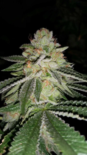 Sin City Seeds - Blue Lime Pie (F) - 7pk