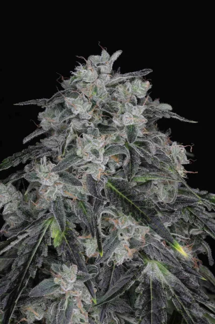 Twenty20 Mendocino - West Coast Sour F2 (F) - 6pk