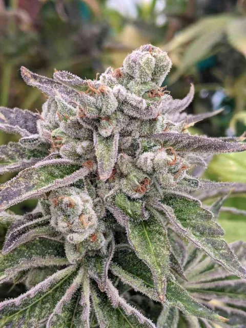 Twenty20 Mendocino - Sf'ng (So F'n Gassy) F2 (F) - 6pk