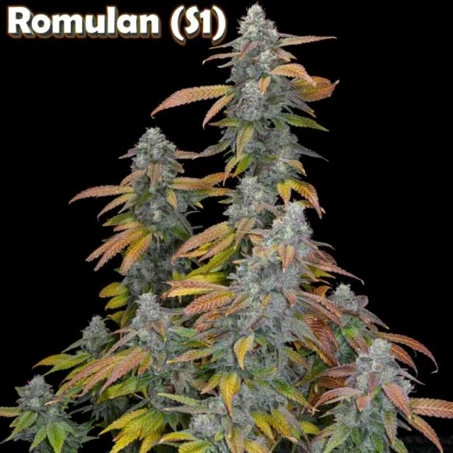 Romulan Genetics - Romulan S1 (F) - 6pk