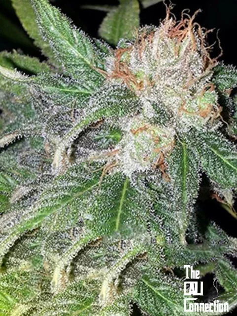 Cali Connection - Green Crack (F) - 6pk
