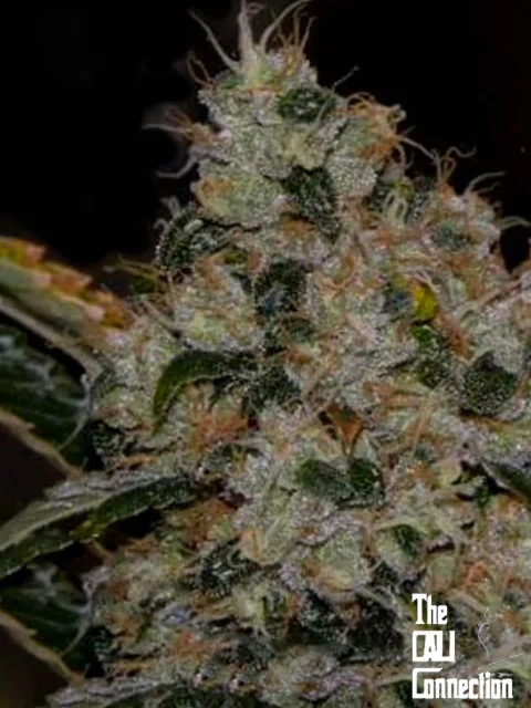 Cali Connection - Chem '91 (F) - 6pk