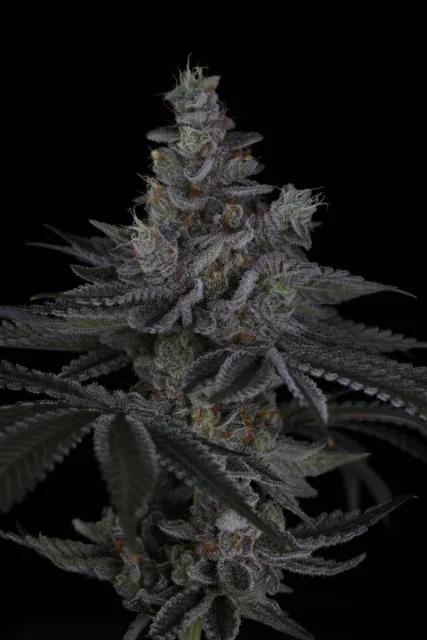 Sin City Seeds X Surfr Seeds - Riptide (R) - 15 Pack