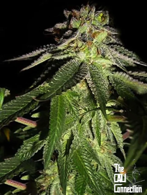 Cali Connection - 818 Headband Aka Sour Og (F) - 6pk