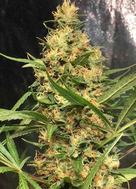 Ace Seeds - Orient Express (F) - 3pk