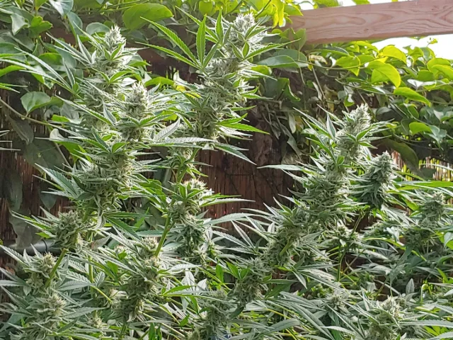 Sticky Finger Seeds - Maui Wowie 2.0 (R) - 15pk
