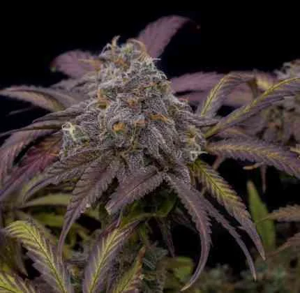 Twenty20 Mendocino - Strawberry Biscotti (Auto) - 3pk