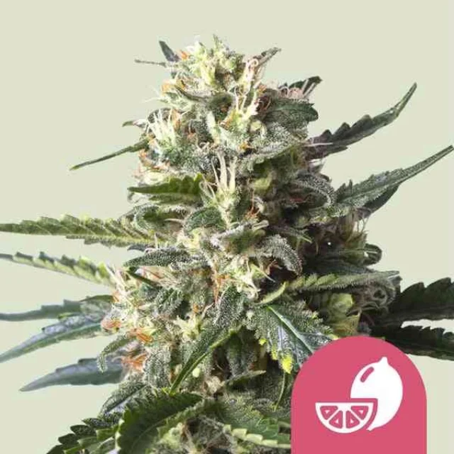 Royal Queen Seeds - Lemon Shining Silver Haze (F) - 3pk