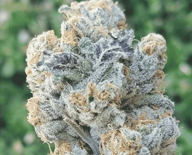 In House Genetics - Slurricane (F) - 3pk