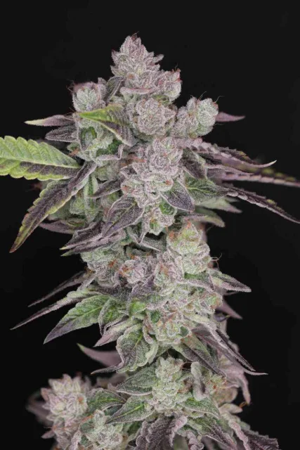 Twenty20 Mendocino - Humboldt Afghani V2 (F) - 6pk