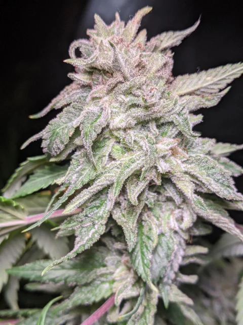 Twenty20 Mendocino - X-factor Og (Auto) - 6pk