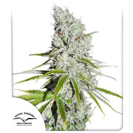 Dutch Passion - CBD Skunk Haze (F) -  5pk