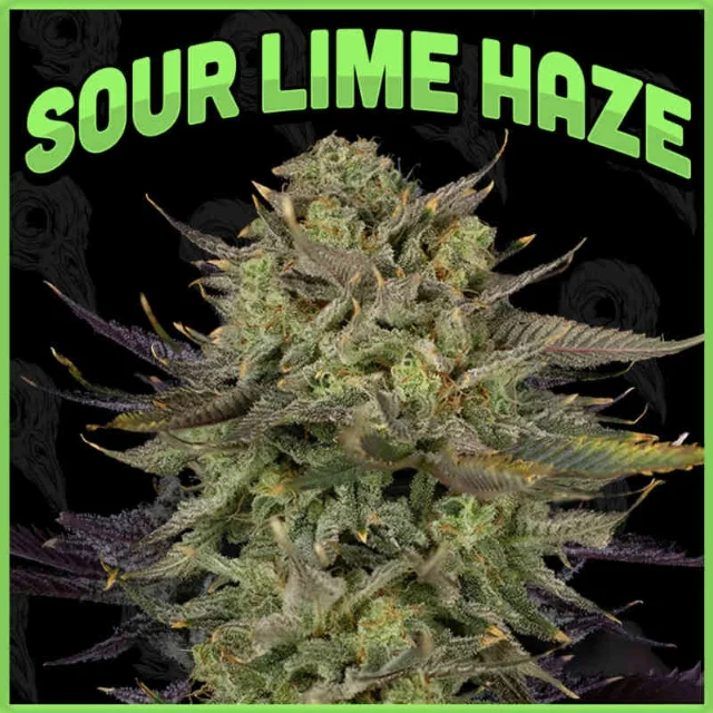 Dirty Bird Genetics - Sour Lime Haze (F) - 6pk
