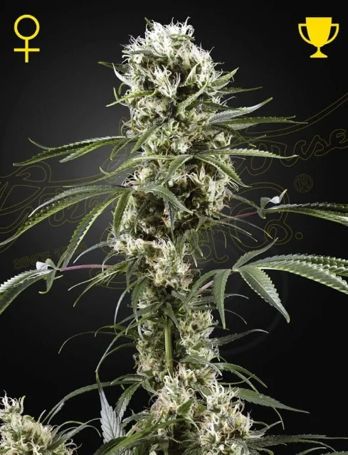 Greenhouse Seed Co - Super Lemon Haze (F) - 5pk