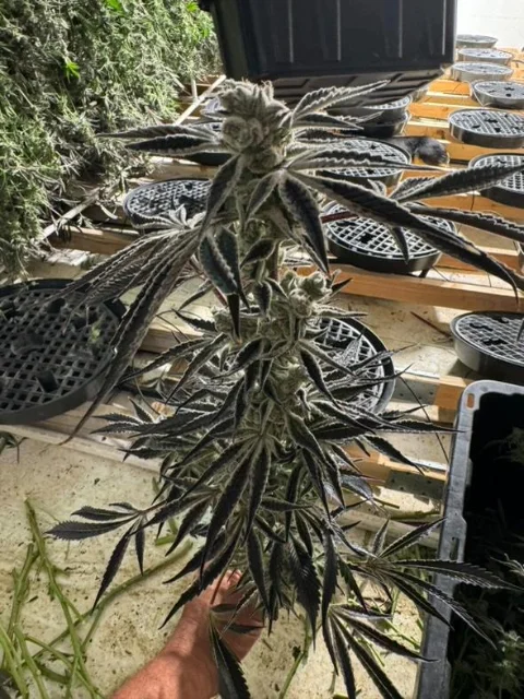 In House Genetics - Citrus Dream (F) - 6pk