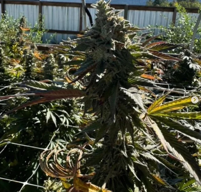 In House Genetics - Tropical Twist (F) - 6pk