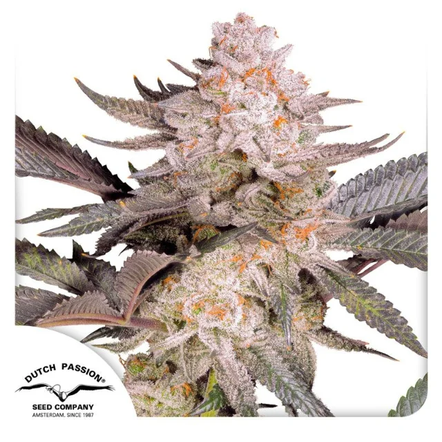 Dutch Passion - Orange Bud 2.0 (F) - 5pk