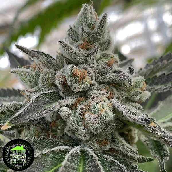 In House Genetics - Frosted Apricots (F) - 6pk