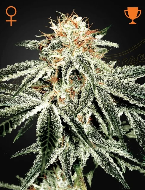 Greenhouse Seed Co - White Widow (F) - 5pk