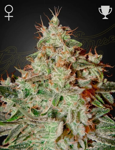 Greenhouse Seed Co - Lemon Skunk (F) - 5pk