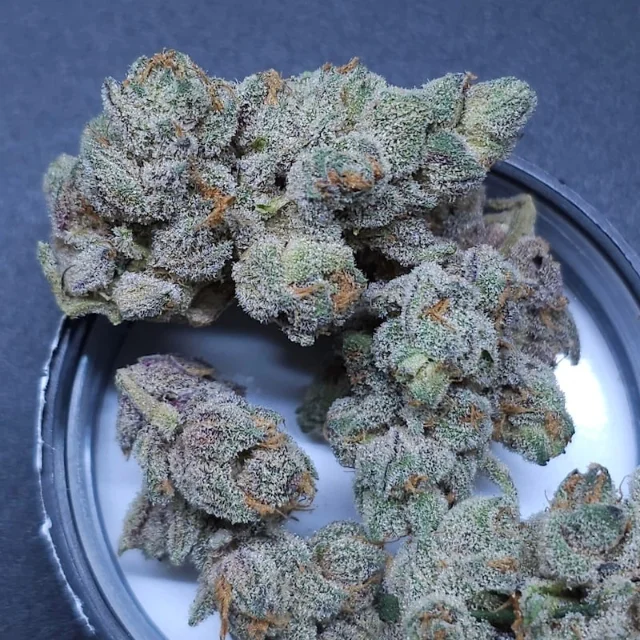 In House Genetics - Sugar Tree (F) - 6pk