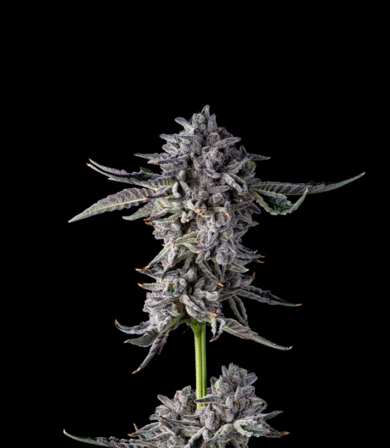 Compound Genetics - Candy Bezels (F) - 3pk Compound Genetics - Candy Bezels (F) - 3pk