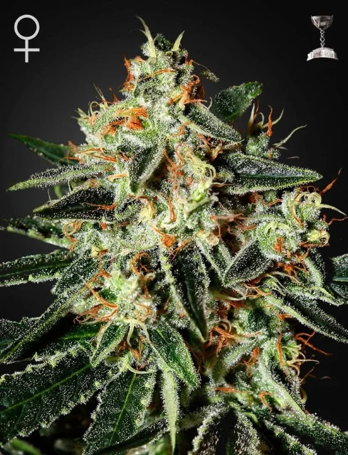 Greenhouse Seed Co - Cheese (F) - 5pk