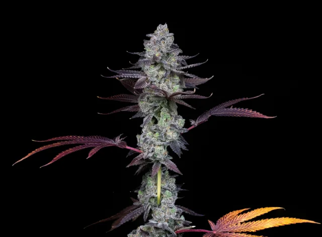 Compound Genetics - Wildcard (F) - 3pk Compound Genetics - Wildcard (F) - 3pk