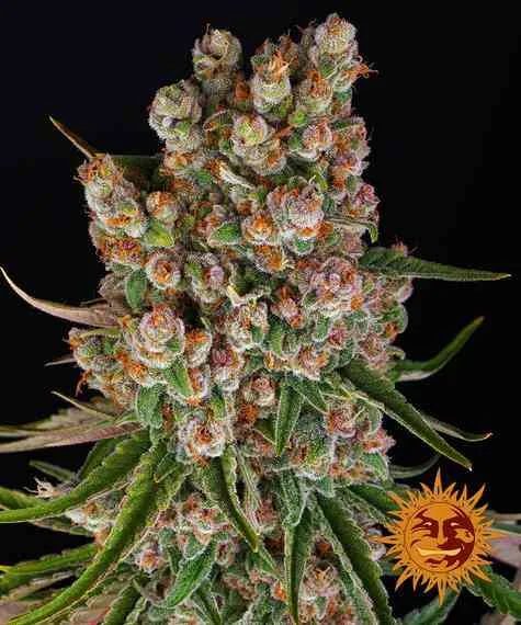 Barney's Farm - Gmo (Auto) - 3pk