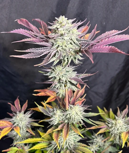 Anthos Seeds - Anthomancer (F) - 6pk