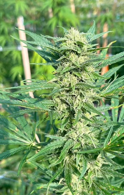 Anthos Seeds - Pure Vt (F) - 6pk