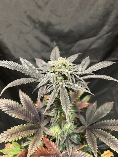 Anthos Seeds - Couchsurfer (F) - 6pk