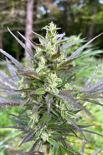 Anthos Seeds - Teardrop (F) - 6pk