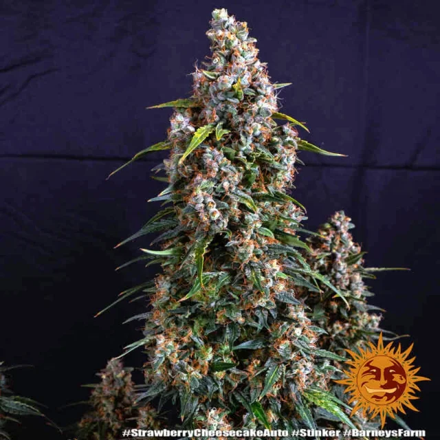 Barney's Farm - Strawberry Cheesecake (Auto) - 3pk