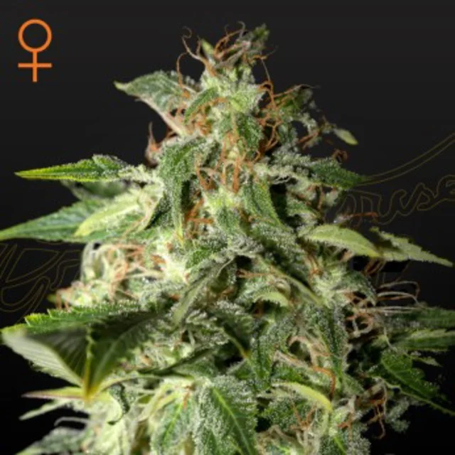 Greenhouse Seed Co - Afgooey (F) - 5pk
