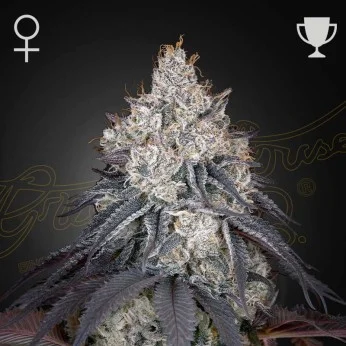 Greenhouse Seed Co - Lemon Orange (F) -